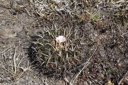 E. crispatus blzko Jilotepec (Hidalgo). Zeteln jsou dol ohnut trny a drobn kvt vprmru do 2cm.