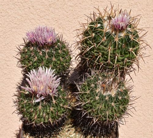 E. crispatus N83.001 Teotihuacn, Mexico.