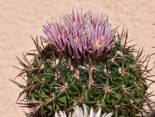 E. crispatus N83.001 Teotihuacn, Mex. Detail kvt.