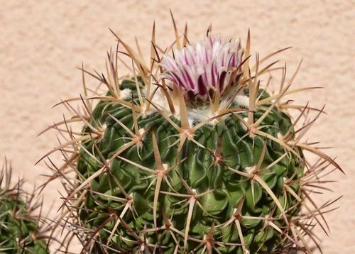 E. crispatus N83.001 Teotihuacn, Mex. Detail kvt na jin rostlin