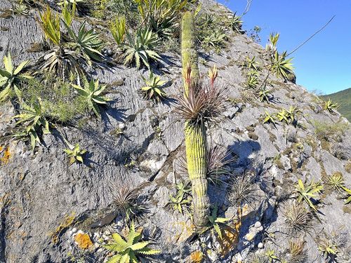 Neobuxbaumia sp. obrasten Tillandsia sp.