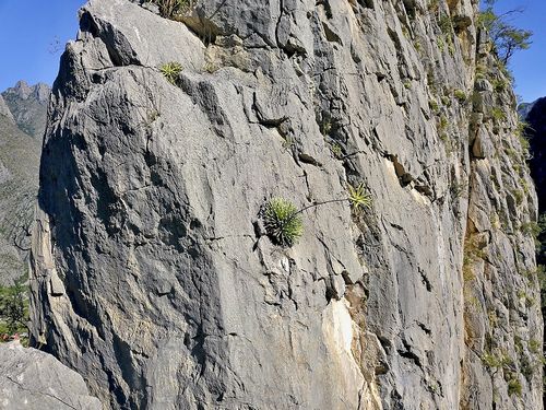 Caon de la Huasteca. Nlezisko Jorgeho Agave albopilosa.