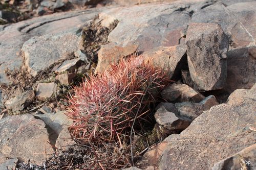Ferocactus viridescens subsp. littoralis, San Carlos, Baja California, Mexico