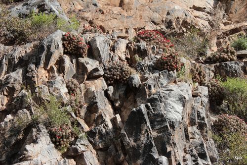 Echinocereus pacificus, San Carlos, Baja California, Mexico, typick pkr skalnat tern.