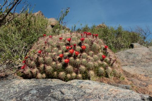 Echinocereus pacificus, San Carlos, Baja California, Mexico