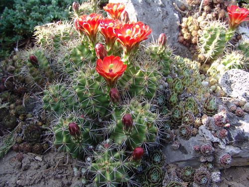 Echinocereus coccineus SB 406