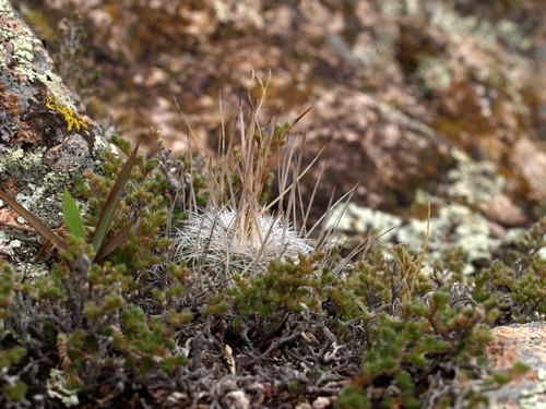 Echinofossulocactus sp. Molinitos mezi vraneky