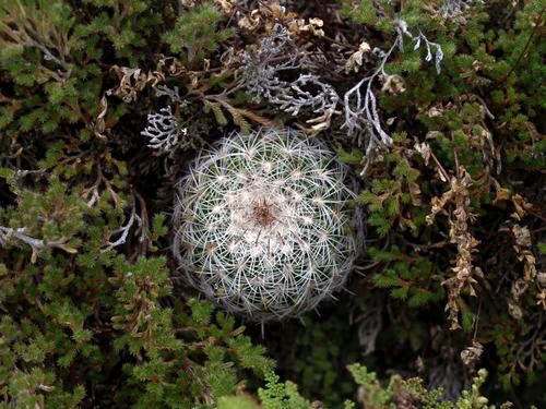 Echinofossulocactus sp. Molinitos