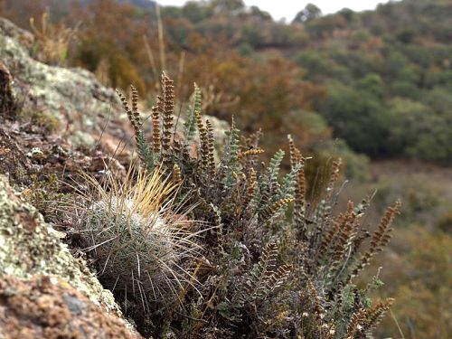 Echinofossulocactus sp. Molinitos se lutmi trny