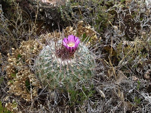 Kvetouc Echinofossulocactus sp. Molinitos