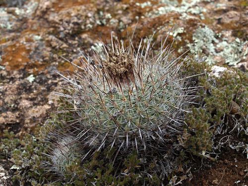 Odkvetl Echinofossulocactus sp. Molinitos