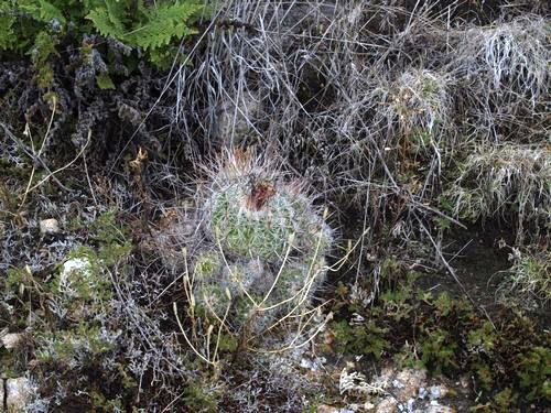 Echinofossulocactus sp. Molinitos