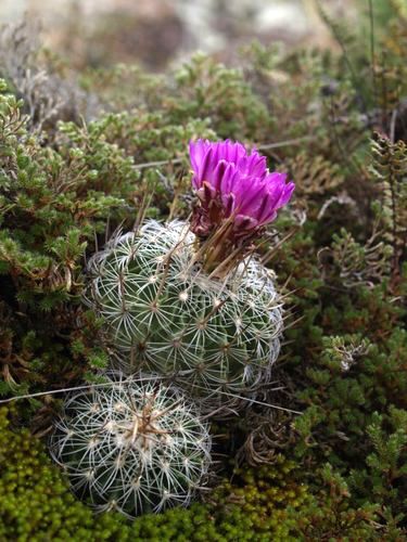 Echinofossulocactus sp. Molinitos (GM 1541)