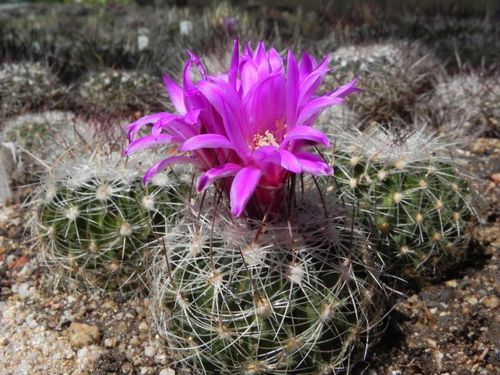 Echinofossulocactus sp. Molinitos GM 1541 ve sbrce, rok 2016