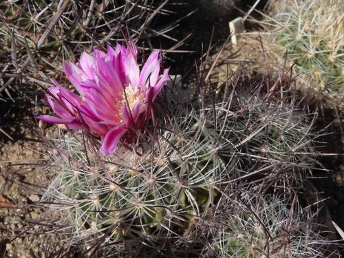 Echinofossulocactus heteracanthus