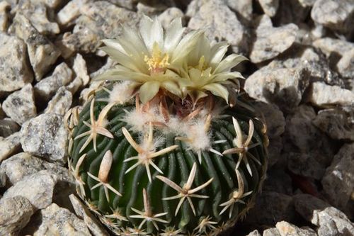E. phyllacanthus RS 454c, Fresnillo, Zacatecas. Rostlina, kter spluje pedstavy odruhu.