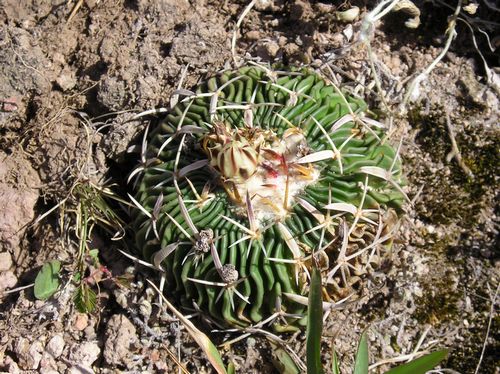 Jin rostlina E. phyllacanthus zlokality Cinega de Mato, Jalisco skratmi trny odpovdajc typu a na naervenal prouky vkvtu (foto Dr. Zavadil). 