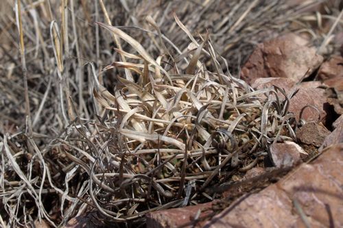 Zanedlouho nachzme tento chom zmakan such trvy. A pohled zblzka prozrad, e uvnit je iv rostlina, E. phyllacanthus ze sn. 
