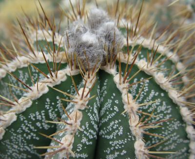 Sbrce dominuj skupiny Astrophytum