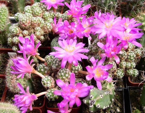 Mammillaria haudeana