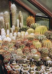 st kolekce mexickch kaktus